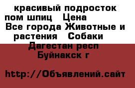 красивый подросток пом шпиц › Цена ­ 30 000 - Все города Животные и растения » Собаки   . Дагестан респ.,Буйнакск г.